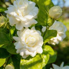 Lyj-gs03905-26 Mixrug 300 Jasmine Flower Seeds To Plant Outdoors-arabian White