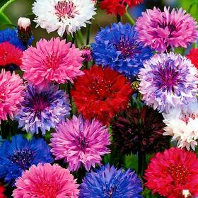Lyj-lfs03687-04 Mixrug 1107 Perennial Cornflower Seeds Mix For Planting Dwarf Colorful Mixed