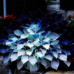 Lyj-ms6581-100 Mixrug Mixed Hosta Seeds Collection 302 Variegated And Blue