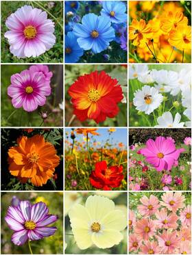 Lyj-ms7393-08 Mixrug 2000 Mixed Cosmos Seeds For Planting-cosmos Flower
