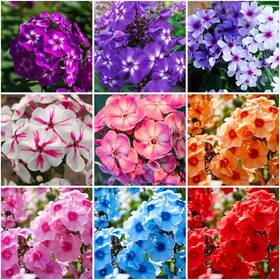 Lyj-rg5787-yy122264 Mixrug 10007 Creeping Mixed Phlox Seeds For Planting Bright Perennial