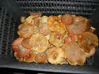 Muscaria 2 Dried 58-64 Caps Amanita Fly Oz. Agarics Grams