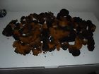 Ny-12 Chaga Mushroom Fresh Chaga-living Birch Trees Mountains Northern Lbs-mushroom