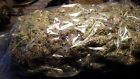 Otto Ii Cbd Smokable Qp Tested Coa Legal Needs Trimming