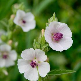 Outsidepride 678482979024 Marsh Mallow Seeds - 1000 Pcs Perennial Herb White