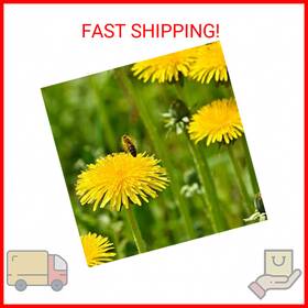 Out-2765 Outsidepride Dandelion Seeds For Planting - 5 000 Perennial Easy To Grow