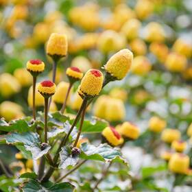 Out-2871 Outsidepride Toothache Plant Seeds - 5000 Pcs. Perennial Yellow