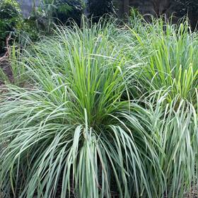 Out-2932 Outsidepride Lemon Grass Seeds For Planting - 2000 Green