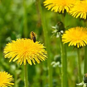 Trtd6725 Outsidepride Dandelion Seeds For Planting - 10 000 10000 Yellow