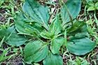 Herb10 Plantago Fresh Harvested Mn Leaves Plantain Day Wildcrafted Sale
