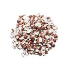 Plum Dragon Herbs Qian Shi Chinese Herb Euryale Seed 1 Lb 737123670383