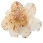 Plum Dragon Herbs Tian Ma Herb Gastrodia Rhizome Chinese 1 Lb 737123670581