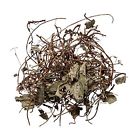 Plum Dragon Herbs Xi Xin Chinese Herb Wild Ginger 1 Lb 737123670840