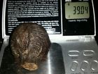 Pod Siberian Moschus Jet Deer Jinko Dry Musk Grains Misk Kasturi