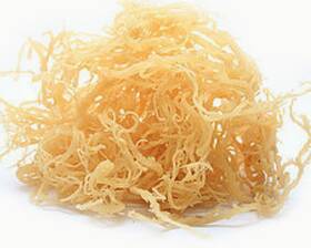 Bulk-irish-moss-25 Rastarafi Sea Moss Irish 10 Lb Bulk Raw Wildcrafted Seamoss Superfood
