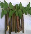 Rknt004 Radhekrishnafashions Organic Neem Chew