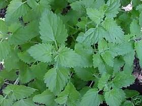 Vb-82mu-pu65 Seed Kingdom Catnip Great Garden Herb Cats Love It Bulk 5 000 Seeds Mint White