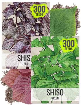 Seed Needs 682962471205 Shiso Seeds For Planting Green And Red Perilla - Non-gmo