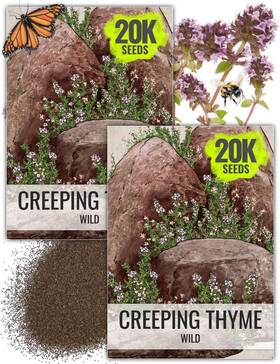 Seed Needs 682962473001 Wild Creeping Thyme Seeds For 2 Packs 40 000 Purple