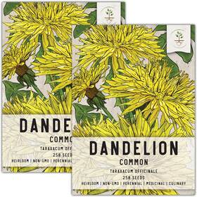 Seed Needs 682962476705 Dandelion Herb Taraxacum Officinale Twin Pack Of 250 Seeds