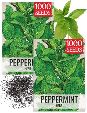 Seed Needs 682962478310 Peppermint Seeds For Planting - Non-gmo Heirloom And 2 Packs Green