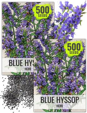 B004ggam9i Seed Needs Hyssop Seeds For Planting Blue Herbs 2 Packs