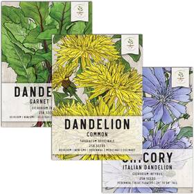 B01h6nr9pw Seed Needs Dandelion Packet Collection 3 Varieties Of Seeds For Mixed