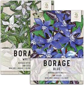 B01m0bz36b Seed Needs White/blue Borage Packet Collection 2 Individual Blue White