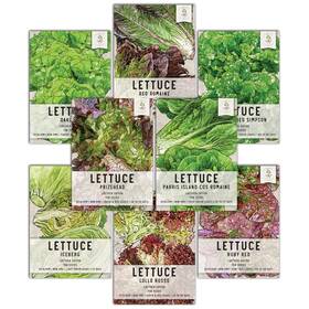 B01n5ng0oy Seed Needs Lettuce Seeds Variety Pack Lovers Collection Mixed
