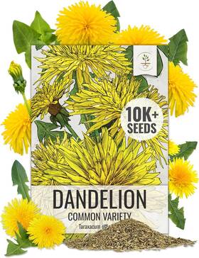 Trtd6481 Seed Needs Herb Seeds Common Dandelion Non Gmo Heirloom Untreated Yellow