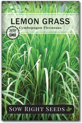 Sow Right Seeds 672299114456 - Lemon Grass Seed For Planting 1 Standard Packet Green