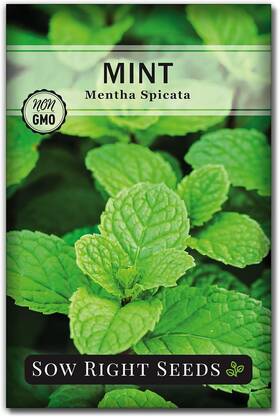 Sow Right Seeds 691324789704 - Mint Seed For Planting Non-gmo Heirloom Packet With