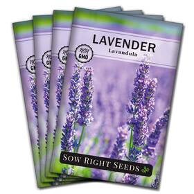 Sow Right Seeds 696550365371 - English Lavender For 4 Standard Packets Purple