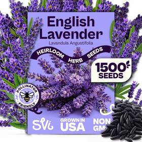 Svi 850079211131 1500 English Lavender Seeds For Planting Lavandula Angustifolia Blue