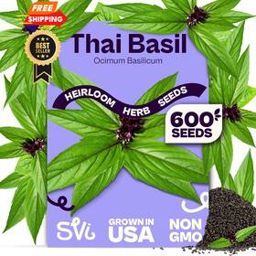 Svi 850079211216 600 Sweet Thai Basil Seeds Ocimum Basilicum Seed Packets Green