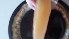 Tea Scoby Starter Gallon Tea- Scoby. Kombucha