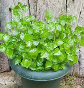 The Lucky Stars 795063251499 5000 Crab Claw Seeds - Rau Cang Cua Herb Peperomia Multicolor