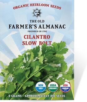 The Old Farmers Almanac 850008688188 Heirloom Organic Cilantro Seeds Slow Bolt - Green