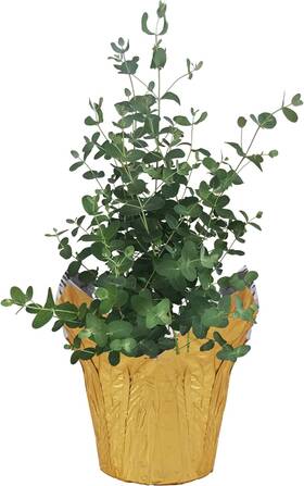 The Three Company 850014083151 Live Aromatic And Healthy Herb - Eucalyptus Improves Air Quality