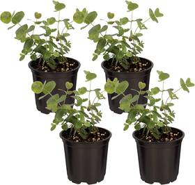 The Three Company 850014083540 Live Aromatic And Edible Herb - Eucalyptus 4 Per Pack Assorted