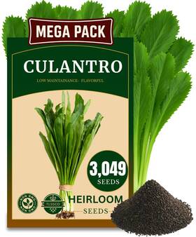 3049 Tlssco 731875715972 Culantro Seeds - Heirloom Herb For Planting Slow-bolting Multi