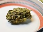 Unbranded Ac Diesel Organic Hempflower Small Popcorn Buds