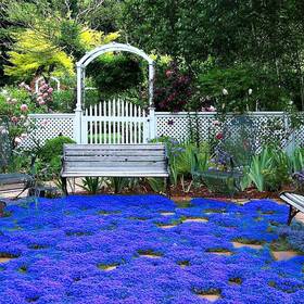 Vistatu 725764858093 20000 Magic Blue Creeping Thyme Seeds For Planting Ground Normal Brown