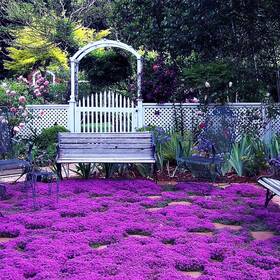 Vistatu 735530218556 20000 Magic Purple Creeping Thyme Seeds For Planting Ground Normal Brown