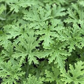 Ga-4ouy-u9tm Wivolibe 1500 Citronella Plant Seeds Home Heirloom Garden Green