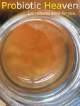 Organic Fresh Kombucha 5 /6 With Starter Tea (buy 2 Get 1 Extra Scoby). Fixed Price $13.00.