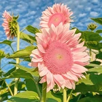 Mixrug 77+ Sunflower Seeds For Planting,seed Heirloom. Fixed Price $10.95.