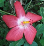 Abelmoschus Moschatus Abelmosk Ambrette Annual Hibiscus 20 Seeds. Fixed Price $13.95.