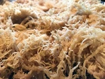 Jamaican Dr Sebi Irish Moss Sea 8 Oz Raw Wild Vegan Superfood. Fixed Price $12.99.