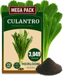 3049+ Culantro Seeds Heirloom Herb For Planting, Slow-bolting, Flavorful. Fixed Price $12.25.